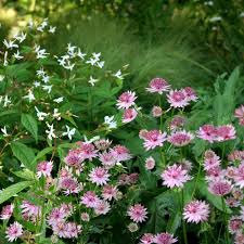 Image result for Astrantia major `Roma`
