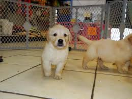 Golden retrievers are the third most popular family dog in singapore and it's not difficult to see why. Golden Retriever Puppies Florida Adopt Petfinder