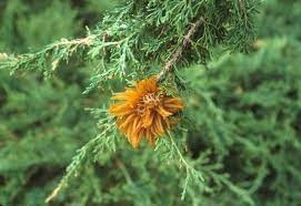 Likewise, money trees cannot have their growth accelerated through the use of supreme growth potions, and attempting to do so. Ground Ivy And Orange Growths On Cedar Trees Uconnladybug S Blog