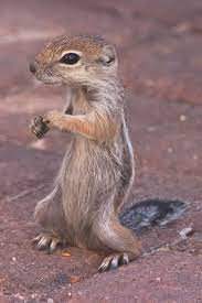 Kung Fu Fighting Antelope Ground Squirrel Henderson Nevada Pinned By Haw Creek Com Kung Fu Kung Fu Fighting Wing Chun
