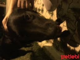 Petlebi Com A Twitter Mugla Kopek Siyah Golden Sicak Yuvasini Ariyor Https T Co Btedxfcezj