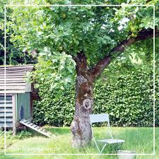 Einen Alten Baum Verpflanzt Man Nicht In 2020 Landschaftsgartner Traumgarten Pflanzen