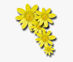 Flowers that start with a. Yellow Flowers Png V Yellow Spring Flower Png Transparent Png Transparent Png Image Pngitem