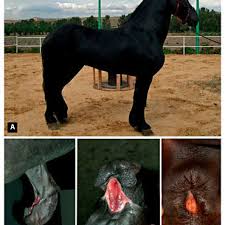 A Male Horse Of Friesian Breed A Affected By Hypospadias As Reported Download Scientific Diagram
