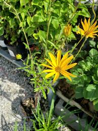 We did not find results for: Narrowleaf Sunflower For Sale Largo And St Petersburg