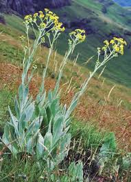 Image result for Acrotome thorncroftii