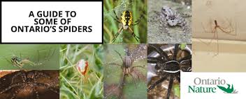 a guide to ontario spiders on nature magazine