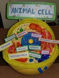 Check spelling or type a new query. Cell Model Project By Ross Banister Teachers Pay Teachers