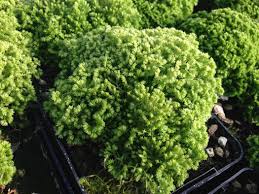Image result for Selaginella soyauxii