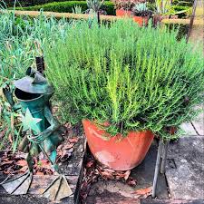 Image result for rosemary container