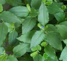 Image result for Commelina subulata