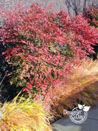 Newly planted nandina shrubs require evenly moist soil. Pruning Nandina Easily For Portland Residential Landscapes Landscape Design In A Day