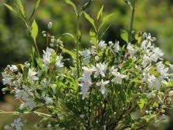 Google has many special features to help you find exactly what you're looking for. Deutzie Maiblumenstrauch Sternchenstrauch Proven Winners Yuki Snowflake Deutzia X Hybrida Proven Winners Yuki Snowflake Baumschule Horstmann