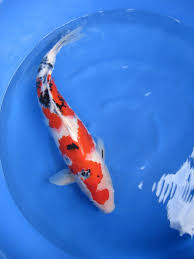 Koi Fish Koi Fish Koi Fish