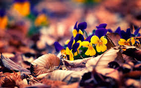 Windows 10 Wallpapers Group 88 The great collection of windows 10 wallpaper hd for desktop, laptop and mobiles.