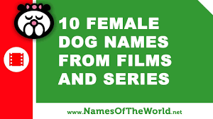 And if it does not seem quite right, you might want to try one of our other dog name lists: 10 Female Dog Names From Films And Series The Best Pet Names Www Namesoftheworld Net Names Of The World