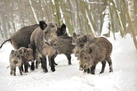 Nat Geo Wild On Instagram Wild Boars In A Winter Forest Winterwildlife Istock Com Byrdyak Winter Forest Wild Boar Cute Animals