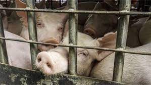 We did not find results for: Eu Rules On Long Distance Animal Transportation Regularly Flouted Meps Told