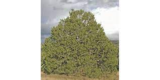 The great continental divide crosses new mexico. State Tree Maggie Toulouse Oliver New Mexico Secretary Of State