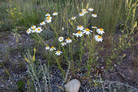 Read all of our flowers reviews at stop and smell the daisies!!! A Tale Of Four Daisies Wild Food Girl