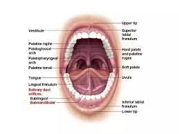 Like zan and jayna, gleek is an alien from the planet exxor. Why Do I Spray Saliva When I Yawn Quora