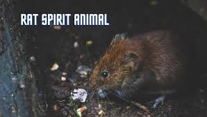 I feel this dream also portrays your fear of facing a certain problem or situation in waking life. Rat Spirit Animal Meaning And Symbolism Rats Spirit Totem