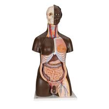 Anatomy Human Torso Models