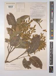 Image result for Atalaya alata