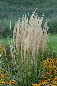 Image result for Agrostis epigejos