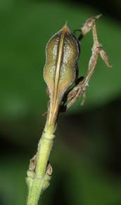 Image result for Justicia fittonioides