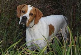 So You Want The Perfect Dog English Pointer Dog Hunting Dogs Pointers Pointer Dog