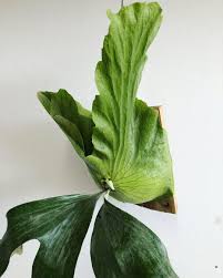 Image result for Platycerium stemaria