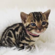 Read more about this cat breed on our bengal breed information page. Stunning Tica Registered Bengal Kittens Atlanta For Sale Atlanta Pets Cats