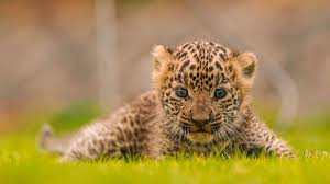 Leopard cub strays into university campus in Maharashtra; rescued