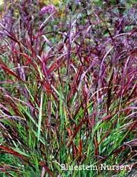 Panicum Virgatum Rotstrahlbusch Red Switch Grass Siergrassen Tuin Prachtige Tuinen