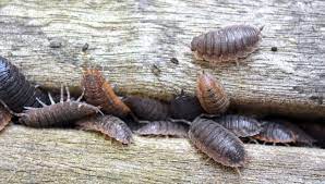 Check spelling or type a new query. How To Get Rid Of Woodlice Diy Pest Control Uk