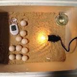 Egg Incubator Advice For Backyard Chicken Keepers & Hatchers