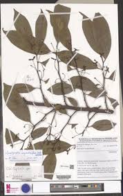 Image result for isolona lebrunii