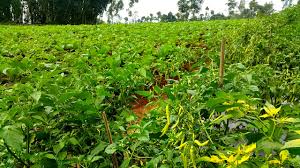 Maybe you would like to learn more about one of these? Kala Petani Temanggung Beralih Tanam Dari Tembakau Ke Kopi Dan Sayuran Bagian 1 Mongabay Co Id Mongabay Co Id