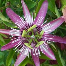 Image result for Passiflora edulis