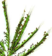 Image result for Euclasta