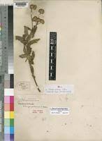 Image result for Bothriocline inyangana