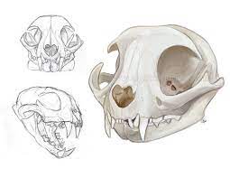 Sheep skull drawing by louisa911 on deviantart. Cat Skulls Skull Sketch Cat Skull Animal Skull Drawing