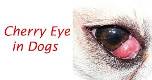 Cherry Eye In Dogs I Love Veterinary Cherry Eye In Dogs Dogs Chronic Dry Eye