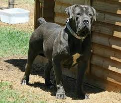 Pin On Boerboels
