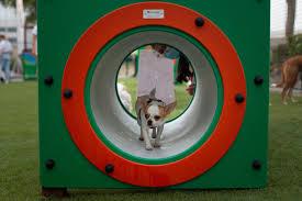 Check spelling or type a new query. New Dubai Dog Park Opens In Jlt Things To Do Kids Community Time Out Dubai