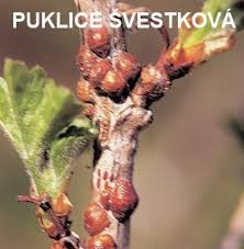 Image result for puklice švestková obrázek