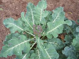 Delicious english heirloom, very frost hardy. Photo Of The Seed Pods Or Heads Of Broccoli Brassica Oleracea Purple Sprouting Posted By Farmerdill Garden Org