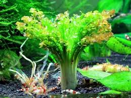 Image result for Ottelia ulvifolia