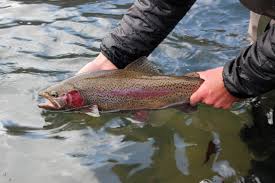 Anglers are having good success in the vicinity of. Clinch River Fly Fishing For Large Trout Trout Zone Anglers